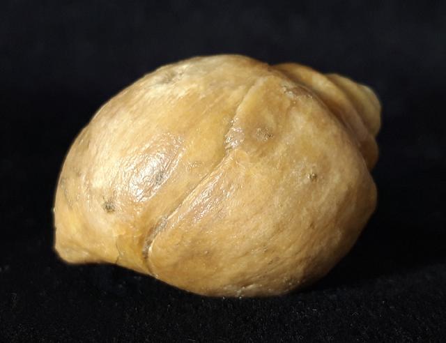 Ampullina sp. (FRUSSAC 1822) - Bild © FossNet FossilienStore